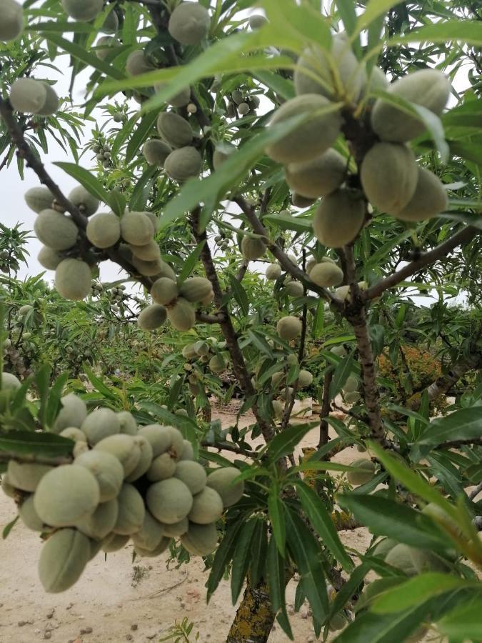 Alojamiento Rural Masia Valldeperez إليامبويا المظهر الخارجي الصورة